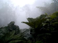 1-5--gunnera--3