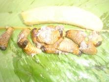 CHONTACUROS