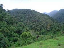 FOTO_16_BOSQUE_NATIVO_N._AMERICA