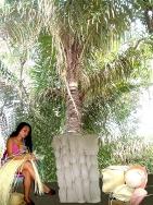 INFORMACIN2_html_m21a78747