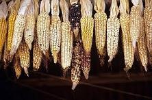 INFORMACIN_TURSTICA_AME_2010_html_m443e4dda