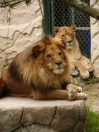 ZOOLOGICO