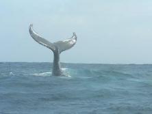 avistamiento_de_ballenas
