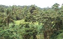 bosque_YALARE