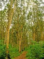 bosque_de_los_arrayanes