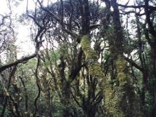 bosque_de_matache