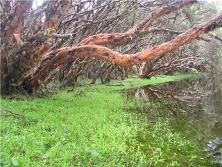 bosque_de_polilepis