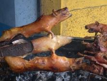 cuy-asado
