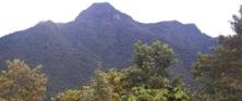 golondrinas