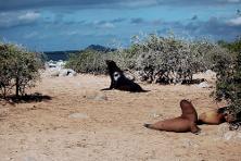 isla_lobos
