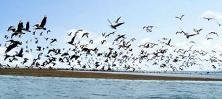 islapajaros