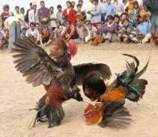 las-peleas-de-gallos