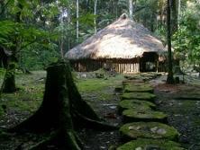 secoya1